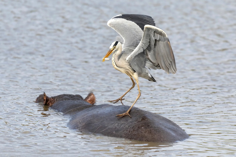 Heron on Hippo, Kruger National Park, South Africa